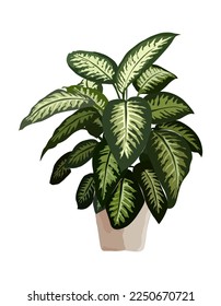 Dieffenbachia amoena Indoor plant vector illustration. Realistic house plant in hand made pot. Exotic flower with stems and leaves. Botanical element for interior design isolated on white background.