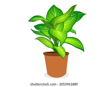 Dieffenbachia or dumbcane isolated on white background. vector