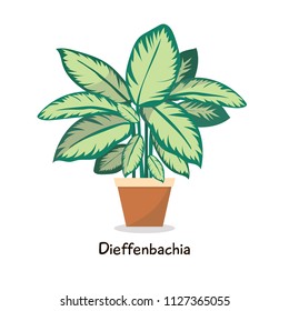 Dieffenbachia - flat style illustration. Vector design.