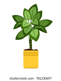 Dieffenbachia house plant in flower pot vector icon on white background