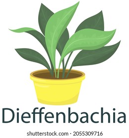 dieffenbachia, houseplant, flower in a pot - vector illustration, vector element in flat style