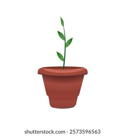 Dieffenbachia  in wicker basket isolated on white background.