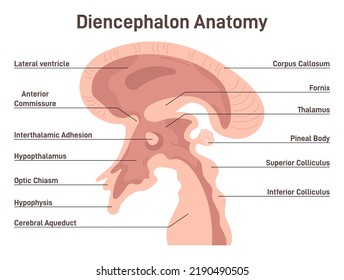 Diencephalon. Region of human neural tube that gives rise to anterior forebrain structures. Brain evolution studying. Brain vesicles and anatomy structure cross section. Flat vector illustration