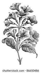 Diervilla rosea, vintage engraving. Old engraved illustration of Diervilla rosea isolated on white background. Trousset encyclopedia (1886 - 1891).