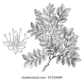 Diesel Tree - Copaifera Langsdorffii (Medicinal plant) - Vintage illustration from Meyers Konversations-Lexikon 1897