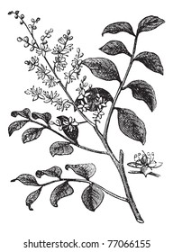 Diesel Tree or Kerosene Tree or Kupa'y or Cabismo or Copauva Cabimo or Copaifera sp., vintage engraving. Old engraved illustration of Diesel Tree branch showing flowers. Trousset Encyclopedia