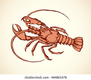 Diet meat of freshwater mudbug omar isolated on white background. Freehand outline ink hand drawn picture sketchy in art scribble style pen on paper. Closeup view