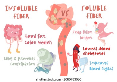 Dietary fibre horizontal poster. Soluble, insoluble fiber banner. Cartoon characters in a trendy style. Healthcare, medicine image. Medical infographics. Vector illustration on a white background
