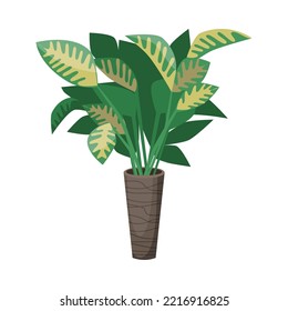 Diffenbachia in flowerpot flat vector illustration. Indoor houseplant for home or office, flower with big green and yellow leaves in vase isolated on white background. Nature, urban jungle concept