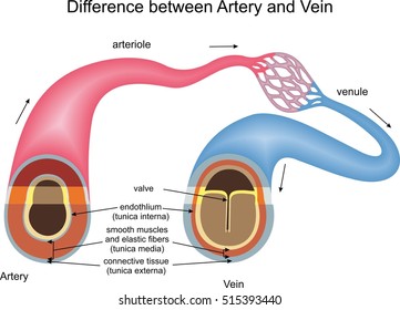 Difference between Artery and Vein
