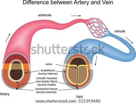 Difference Between Artery Vein Stock Vector (Royalty Free) 515393440