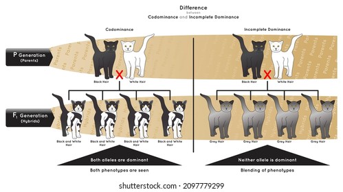Difference between Codominance and Incomplete Dominance Infographic Diagram example black white cat allele dominant phenotype blending parent hybrid gametes heredity genetic science education vector