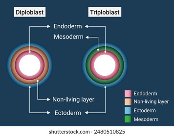 Difference between diploblastic and triploblastic animals