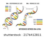 Difference between of DNA and RNA. Structure of DNA and RNA. Deoxyribonucleic acid. Ribonucleic acid.