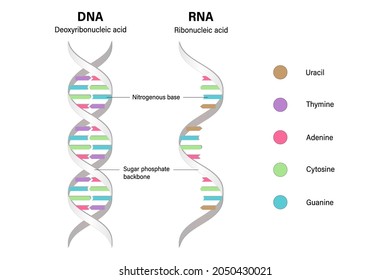 Difference between of DNA and RNA. Structure of DNA and RNA. Deoxyribonucleic acid. Ribonucleic acid. 