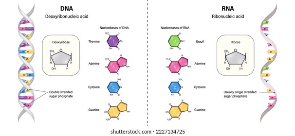 La diferencia entre la estructura del ADN y el ARN. Ácido desoxirribonucleico y ácido ribonucleico. Thymine, Adenine, Cytosine, Guanine y Uracil. Deoxiribosa y ribosa.