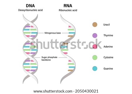 Difference between of DNA and RNA. Structure of DNA and RNA. Deoxyribonucleic acid. Ribonucleic acid.  Imagine de stoc © 