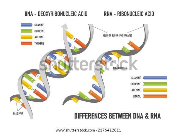 30 Difference between of dna and rna. structure of dna and rna ...