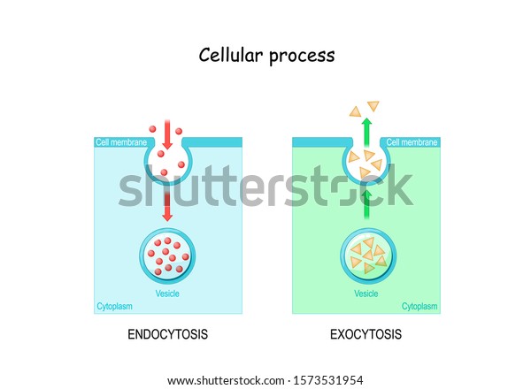 Difference Between Exocytosis Endocytosis Cell Transports Stock Vector Royalty Free