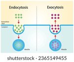 Difference between exocytosis and endocytosis. cellular transport of molecules into and from the cell. Vector illustration. Scientific diagram