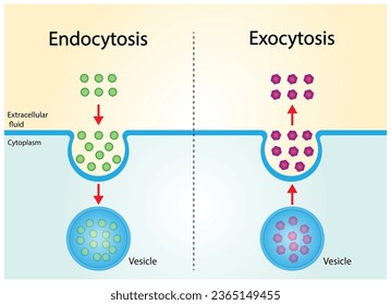 Difference between exocytosis and endocytosis. cellular transport of molecules into and from the cell. Vector illustration. Scientific diagram