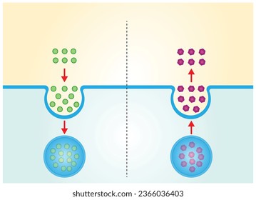 Difference between exocytosis and endocytosis. cellular transport of molecules into and from the cell. Vector illustration. Scientific diagram