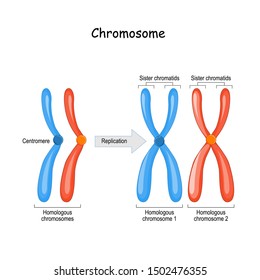difference between homologous chromosomes, a pair of homologous chromosomes, and also Sister chromatids. Vector diagram for educational, medical, biological, and scientific use