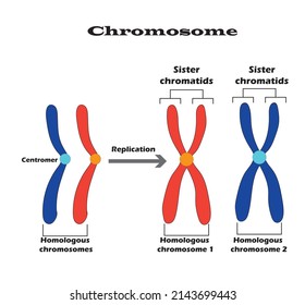 211 Sister chromatids Images, Stock Photos & Vectors | Shutterstock