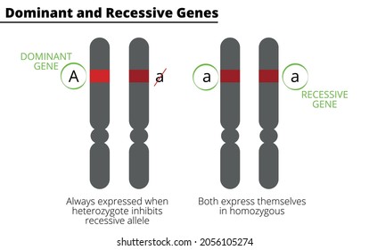 Diferencia entre Homocigous y Heterozygous. genes dominantes y recesivos. Genotipo. Ilustración vectorial.