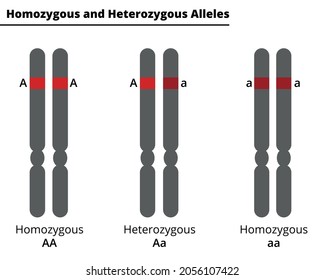 Diferencia entre Homocigous y Heterozygous. Genotipo de un organismo diploide en un único sitio de ADN. Ilustración vectorial.