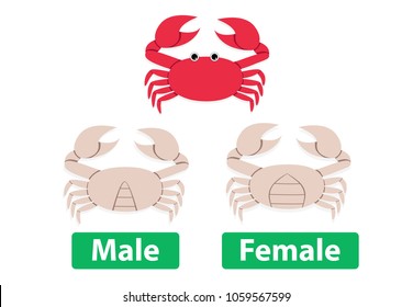 Difference between male and female crabs, vector