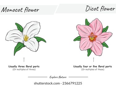 Diferencia entre el monocot y la flor de dicot. para ilustraciones científicas, materiales educativos, artículos botánicos o proyectos que requieran visualización de flores en diversos contextos