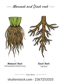 Difference between monocot and dicot roots. for scientific illustrations, educational materials, botanical articles, or projects that require visualization of roots in various contexts