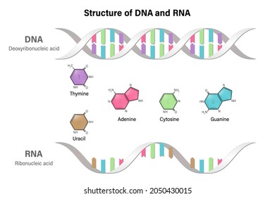 Difference between the nitrogenous bases of DNA and RNA. Structure of DNA and RNA. Deoxyribonucleic acid. Ribonucleic acid. 