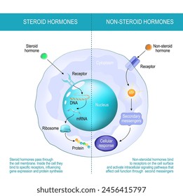 Unterschied zwischen Nicht-Steroidhormonen und Steroidhormonen. Steroidhormone passieren die Zellmembran. Nicht-steroidale Hormone binden an Rezeptoren auf der Zelloberfläche.