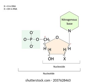 Difference between nucleotide and nucleoside. Nucleoside: sugar and base. Nucleotide: sugar, base and phosphate group