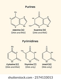 Difference Between Purines and Pyrimidines