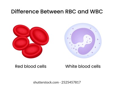 Diferencia entre glóbulos rojos y glóbulos blancos