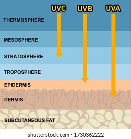 The difference between UVA and UVB rays penetration. Infographic skin illustration. The effect of sunlight on the skin.