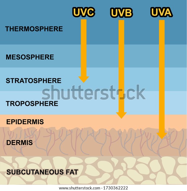 Difference Between Uva Uvb Rays Penetration Stock Vector (Royalty Free ...