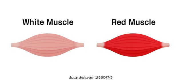 Difference between white muscle and red muscle. Vector illustration.