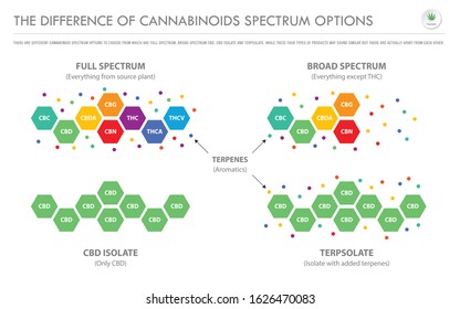 The Difference of Cannabinoids Spectrum Options horizontal business infographic illustration about cannabis as herbal alternative medicine and chemical therapy, healthcare and medical science vector.