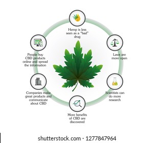 The difference of cannabis and the work of the CBD OIL,global cbd oil market,vector infographic on white background.
