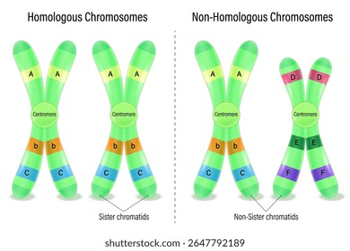 A diferença entre cromossomo homólogo e não homólogo (cromossomo heterólogo). Vetor usado para educação científica e médica. 