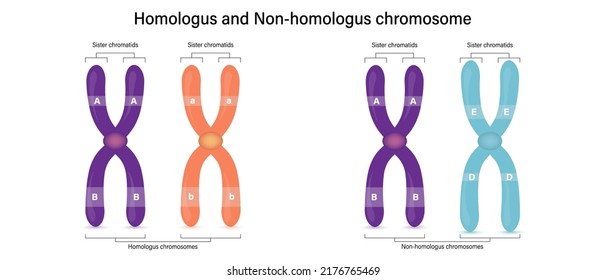 The difference of homologus and non-homologus chromosome (Heterologus chromosome). Vector used for scientific and medical education. 