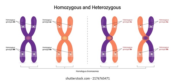 The Difference Of Homozygous And Heterozygous. Vector Used For Scientific And Medical Education.