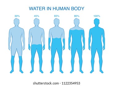 Difference percentage of water in the human body. Illustration about composition of human anatomy.