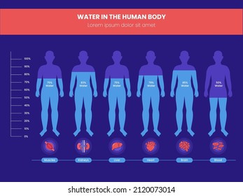 Porcentaje De Diferencia De Agua En La Infografía Del Cuerpo Humano Sobre El Fondo Rojo Y Azul.