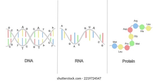 The difference structure of molecular biology :DNA, RNA and Protein that showed in icon concept