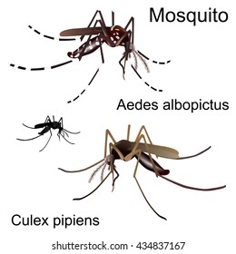 Differences Between Common Mosquito Culex Pipiens Stock Vector (Royalty ...